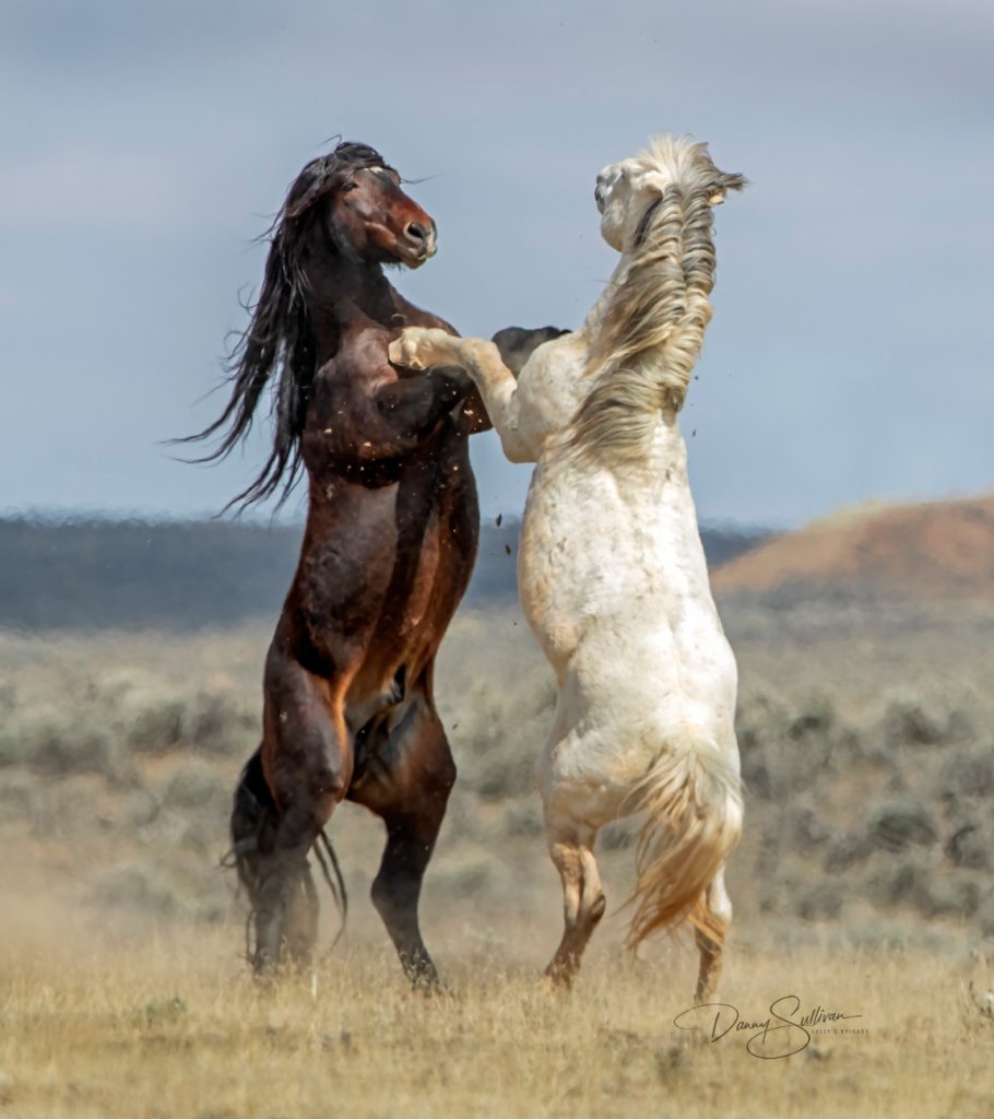 Twee paarden op hun achterbenen waardoor het lijkt alsof ze samen de tango dansen. 