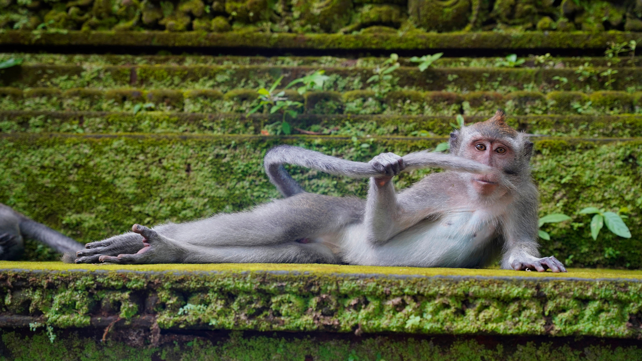Dandy aap, een van de finalisten van The Comedy Wildlife Photo Awards