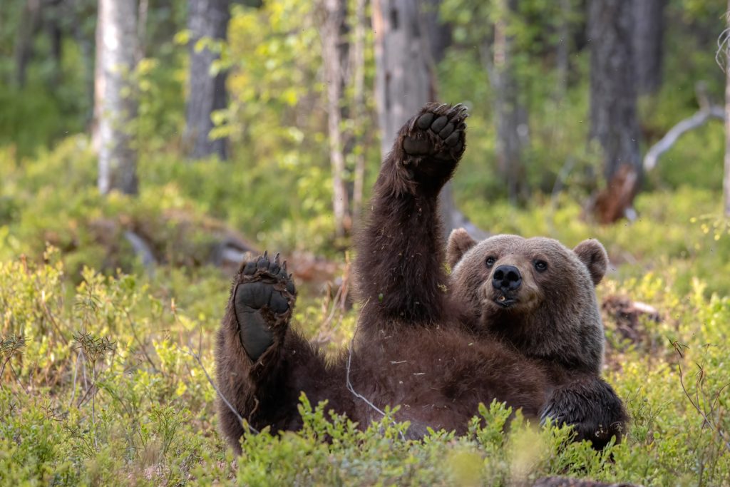Een beer ligt op zijn rug en steekt zijn arm omhoog, alsof hij zwaait. 