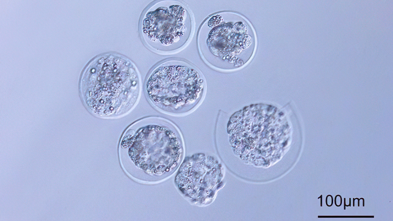 Eicellen van muizen die zich in microzwaartekracht hebben ontwikkeld tot blastocystes.