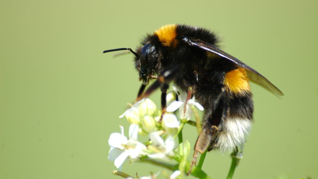 Aardhommel op bloem