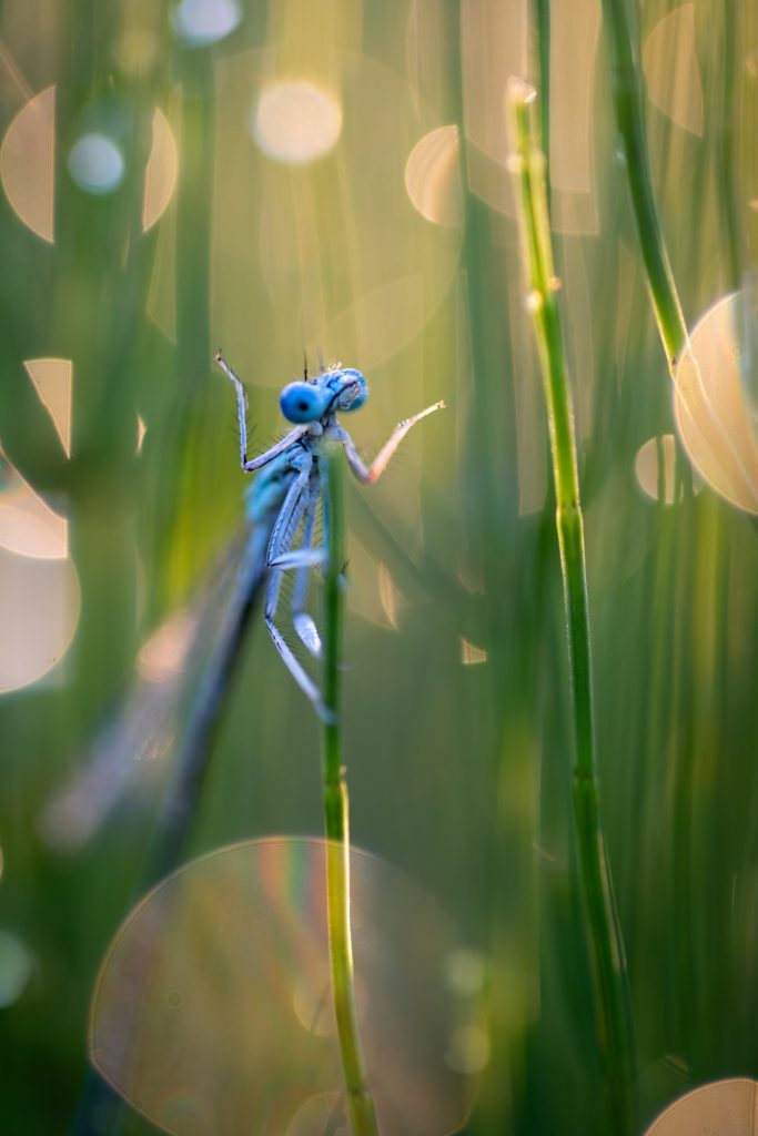 Een blauwe libelle die twee handen omhoog steekt, zoals ook mensen hun handen in de lucht gooien als ze iets niet weten.  