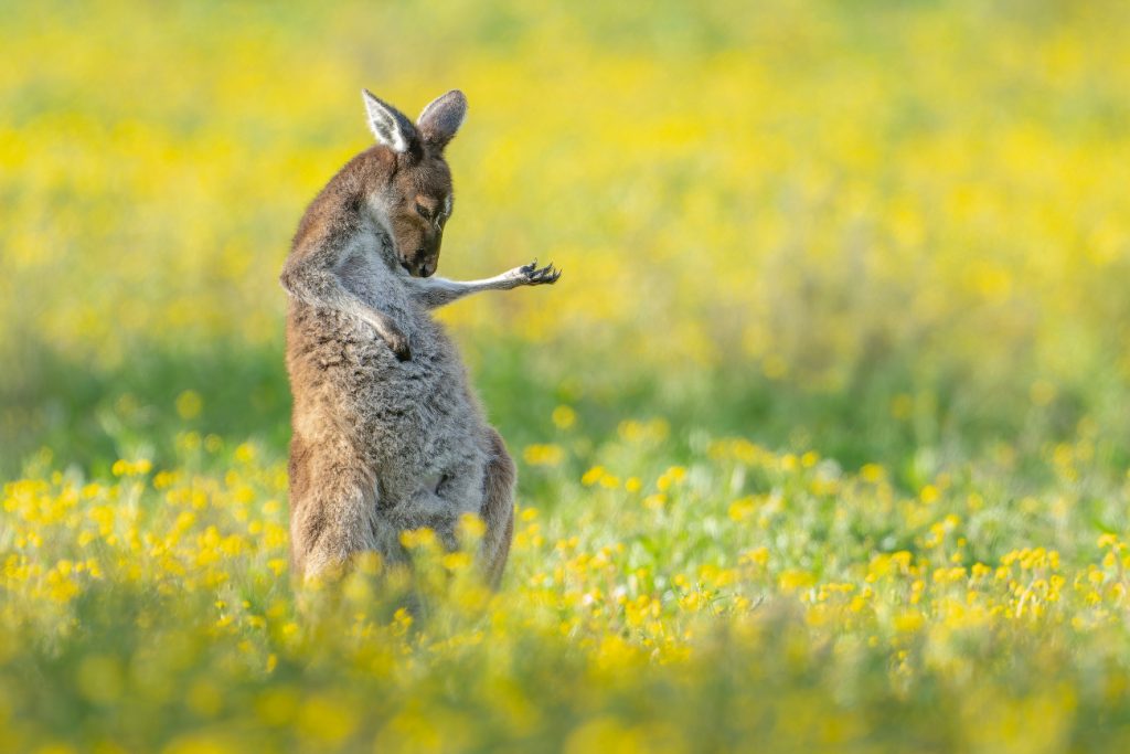 Een kangoeroe in hee veld met gele bloemetjes en het lijkt alsof het dier luchtgitaar speelt. 