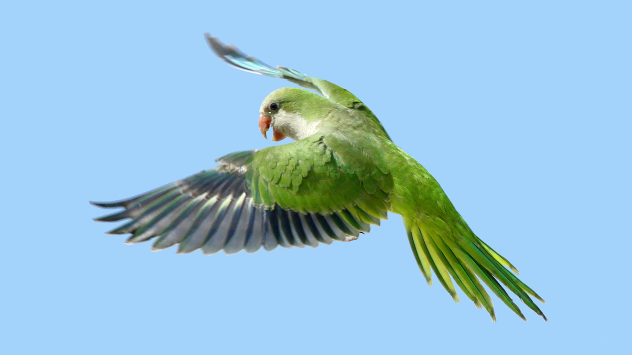 Een groene vliegende parkiet