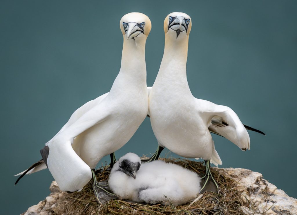 Twee Jan-van-genten staan schouder-aan-schouder met daartussenin een kuiken in het nest. 