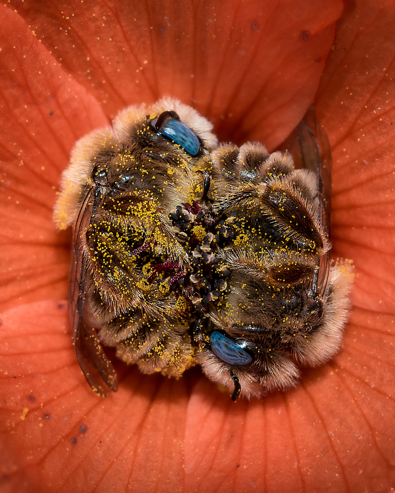 Twee bijen slapen in een rode bloem. De bijtjes zitten onder de pollen. 