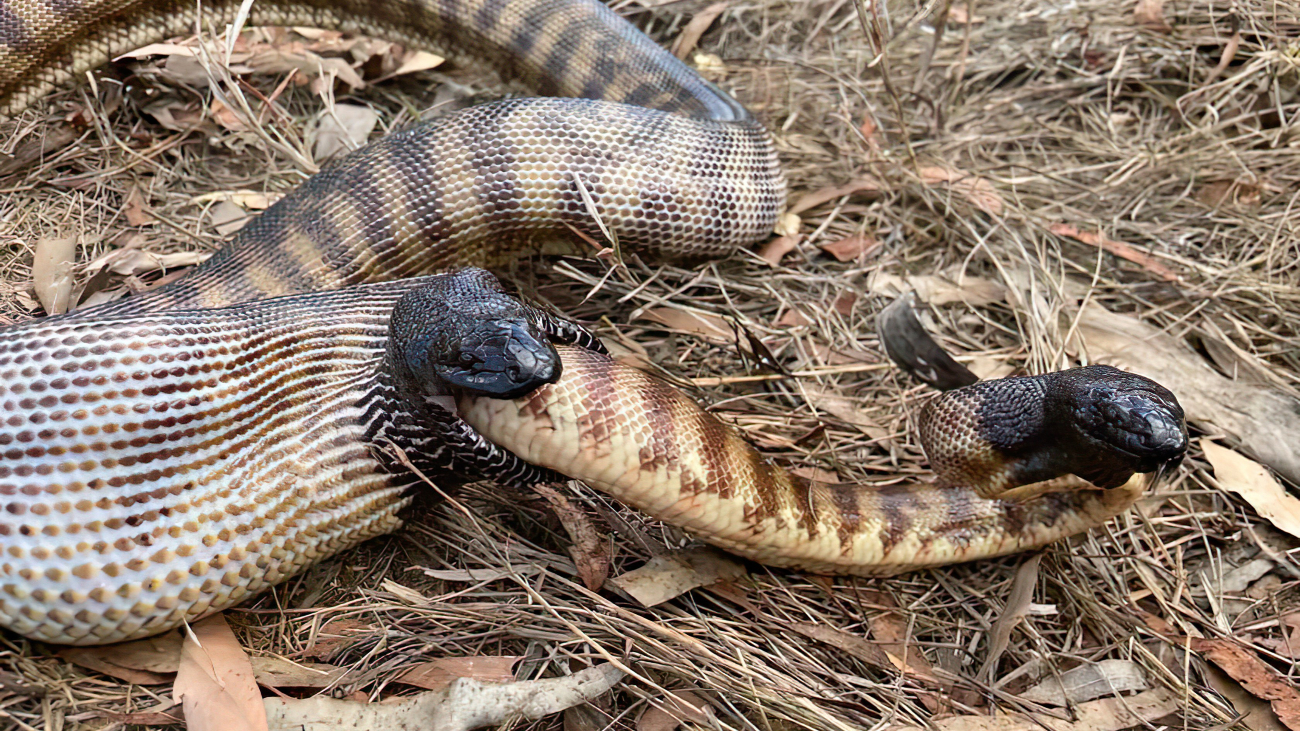 Python eet python met de staart eerst
