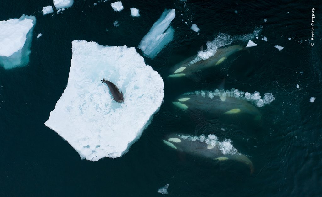 Drie orka's maken golven om een zeehond van een ijsschots af te spoelen.