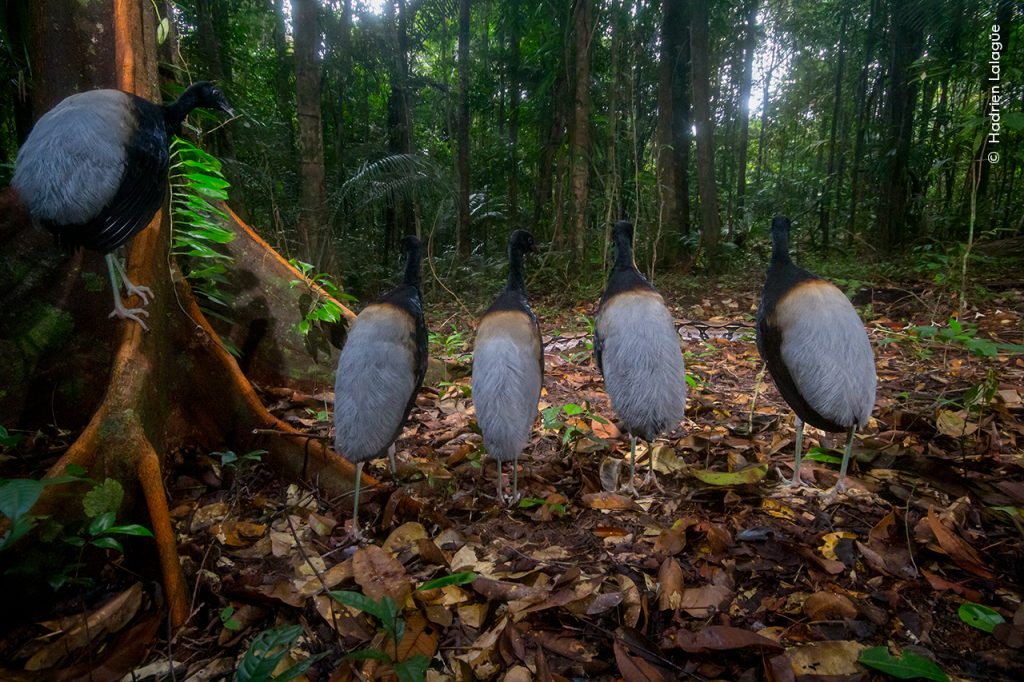 In een bos staan vijf trompetvogels op een rij te kijken naar een drie meter lange boa constrictor.