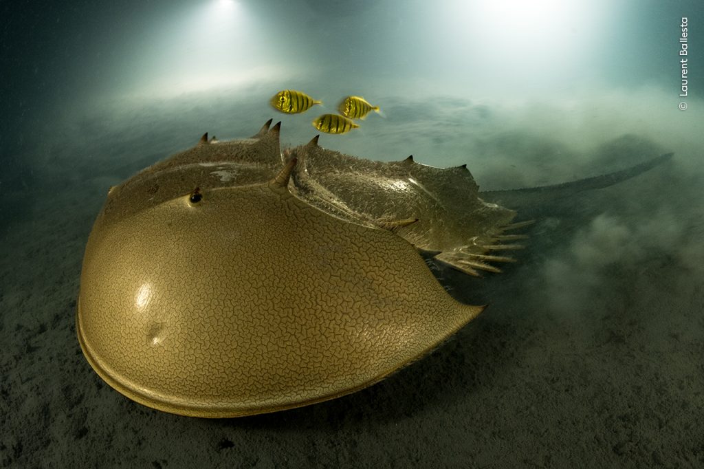 Gouden degenkrab zwemt over de zeebodem en drie gouden makrelen volgen hem. De absolute winnaar van de Wildlife Photographer of the Year-competitie.