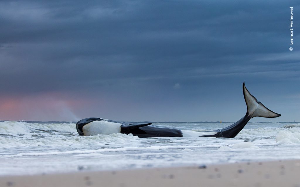 Een aangestrande orka in de branding spuit een klein beetje water uit zijn spuitgat.