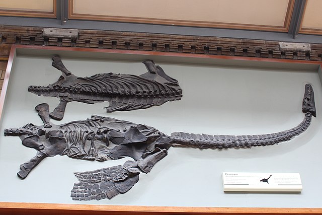 Fossiel van uitgestorven zeereptiel dat vernoemd is naar Sir David Attenborough in een musuem. 