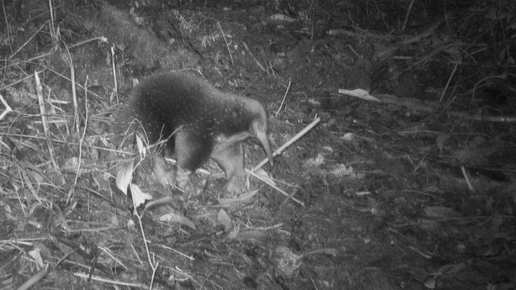 De Attenborough vachtegel op beeld van een wildcamera