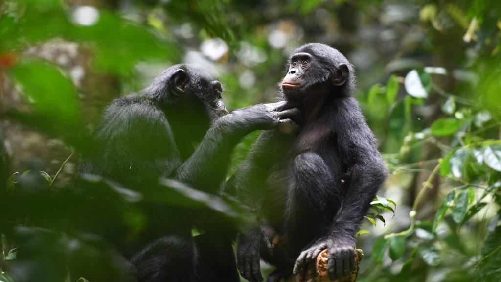 Twee bonobo's in een boom