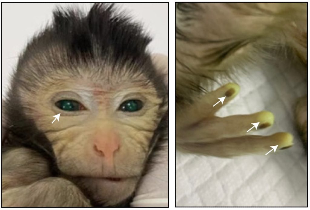 Chimere Java-aap waarbij de groene gloed in de ogen en vingertoppen te zien is.