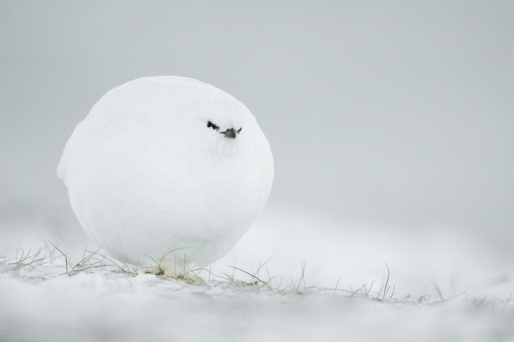Een witte vogel in de sneeuw ziet eruit als een bal.