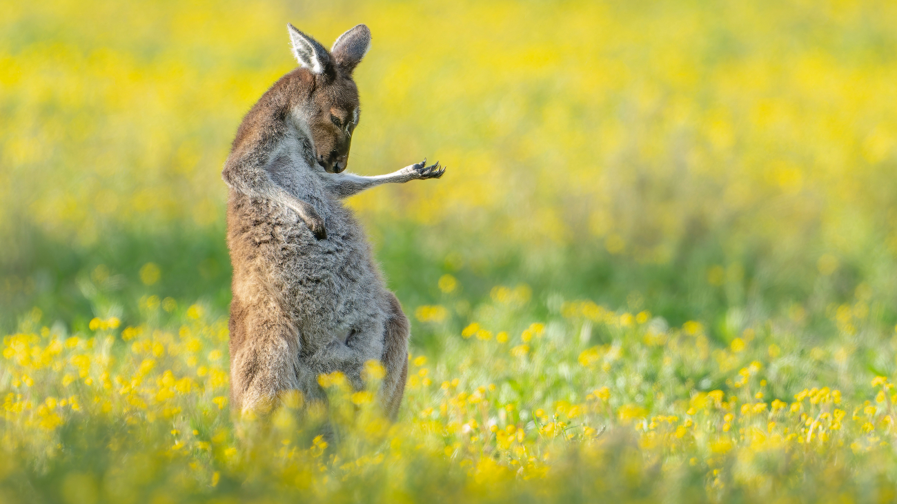 Kangoeroe speelt luchtgitaar in een veld met gele bloemen, dit is de winnende foto