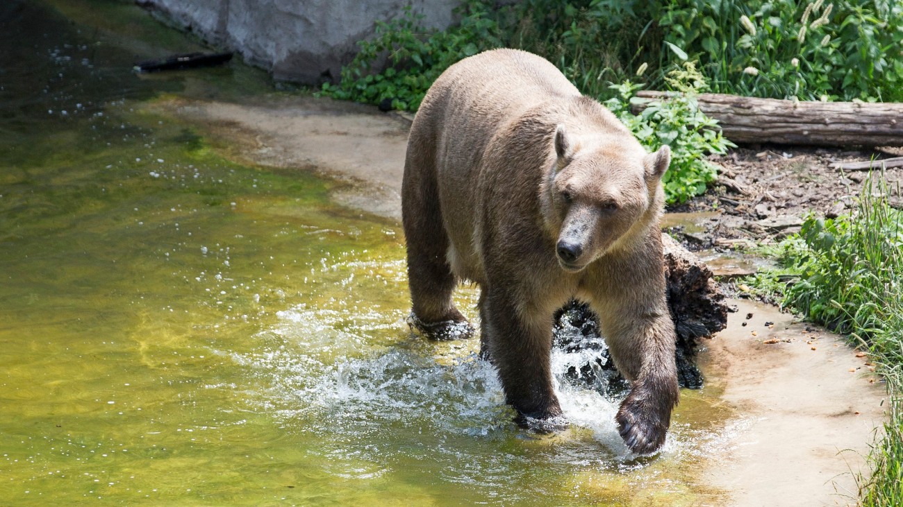 Een pizzly - een kruising tussen een grizzlybeer en een ijsbeer - loopt door ondiep water.