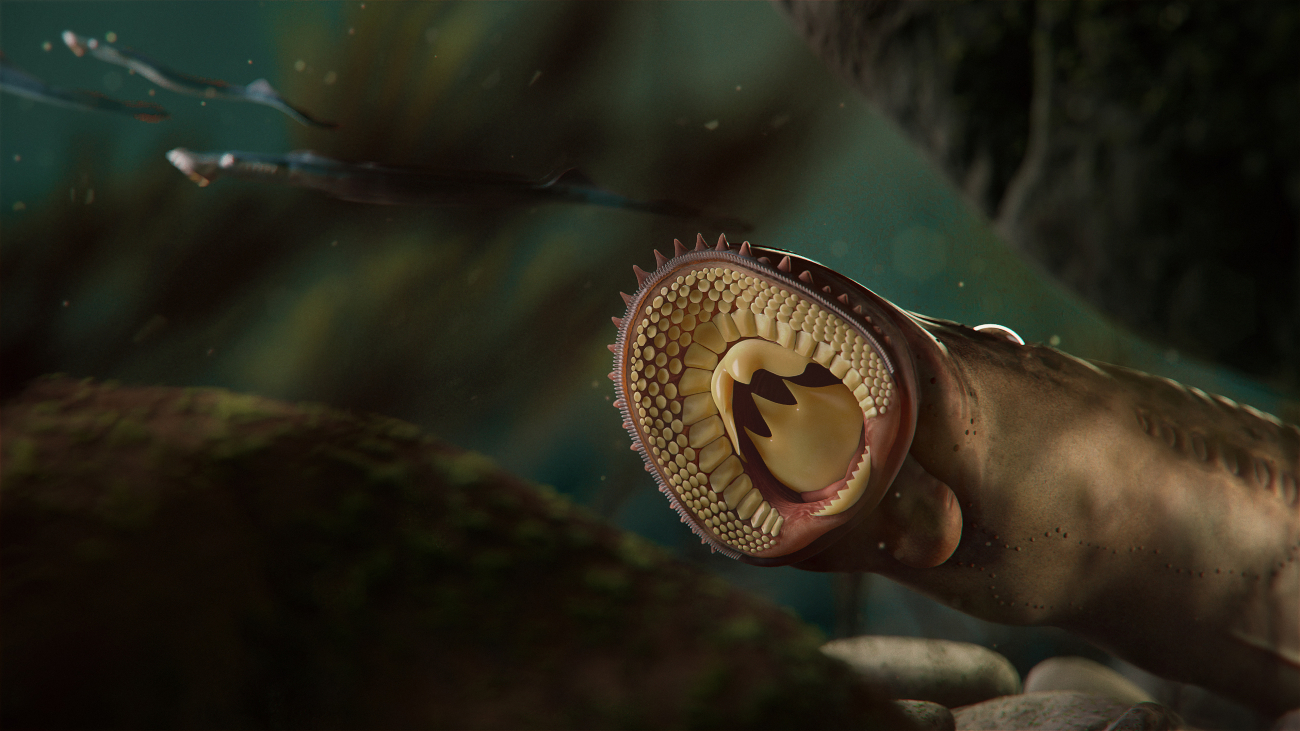 Een artistieke impressie van hoe de fossiele lampreien eruit gezien zouden hebben.