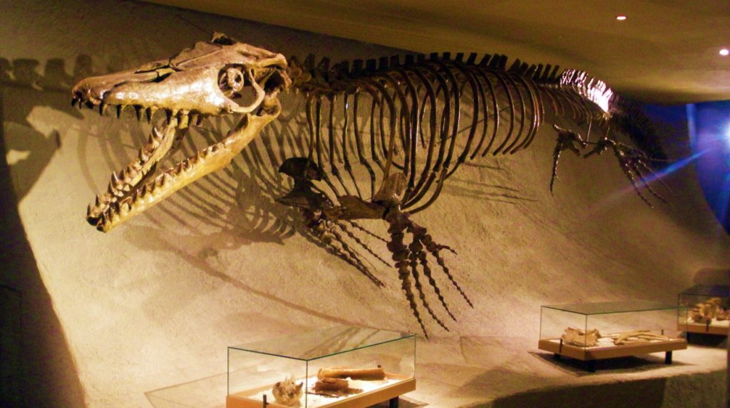 Reconstructie van het skelet van het reptiel Mosasaurus hoffmannii in Natuurhistorisch Museum Maastricht