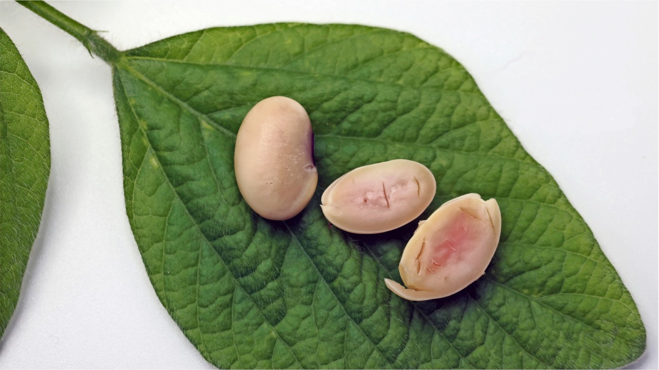 Drie sojabonen met dierlijke eiwitten op een groen plantenblad