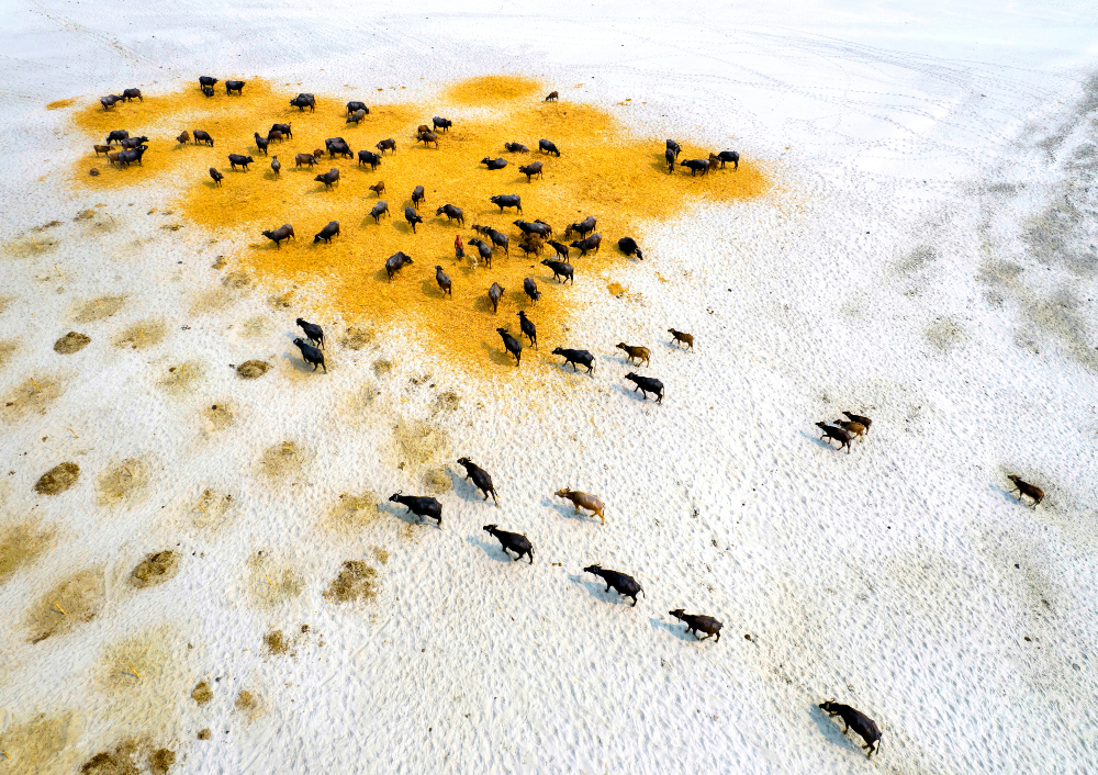 Environmental Photographer of the Year winnaar, buffels op een droge witte vlakte met enkele gelen vlekken