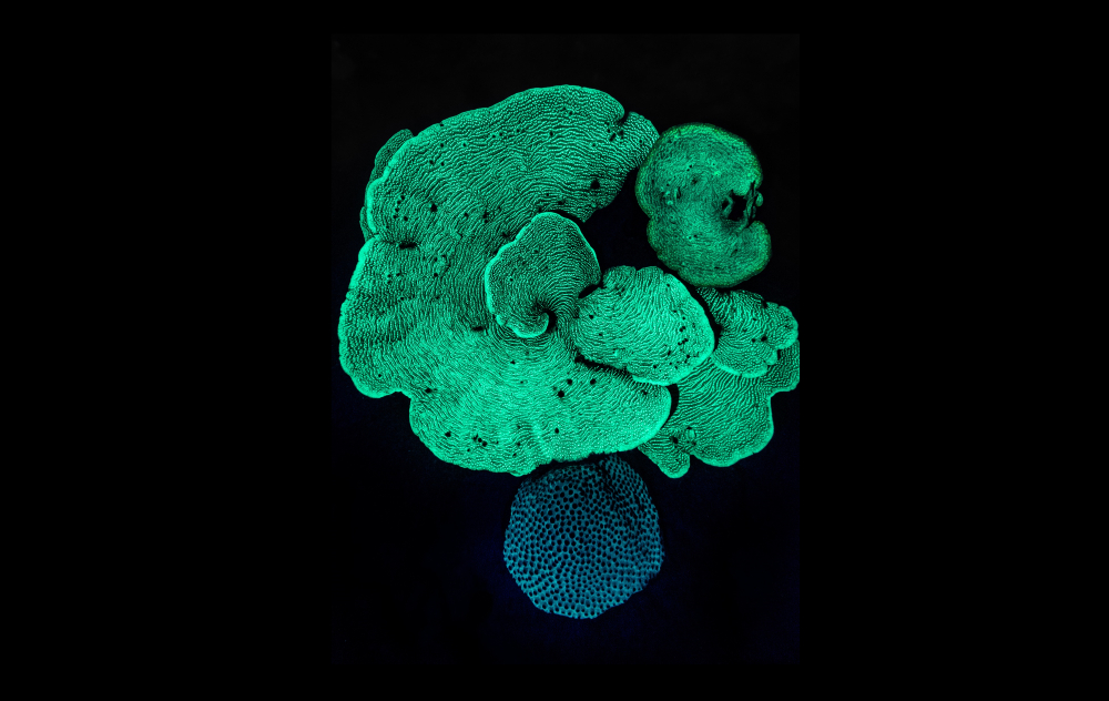 Environmental Photographer of the Year winnaar, lichtgevend koraal in groen en blauw tegen zwarte achtergrond
