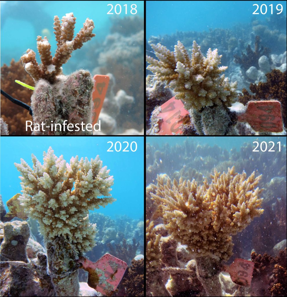 Vier foto's van koraal, allemaal van een ander jaar. Het koraal herstelt langzaam. 
