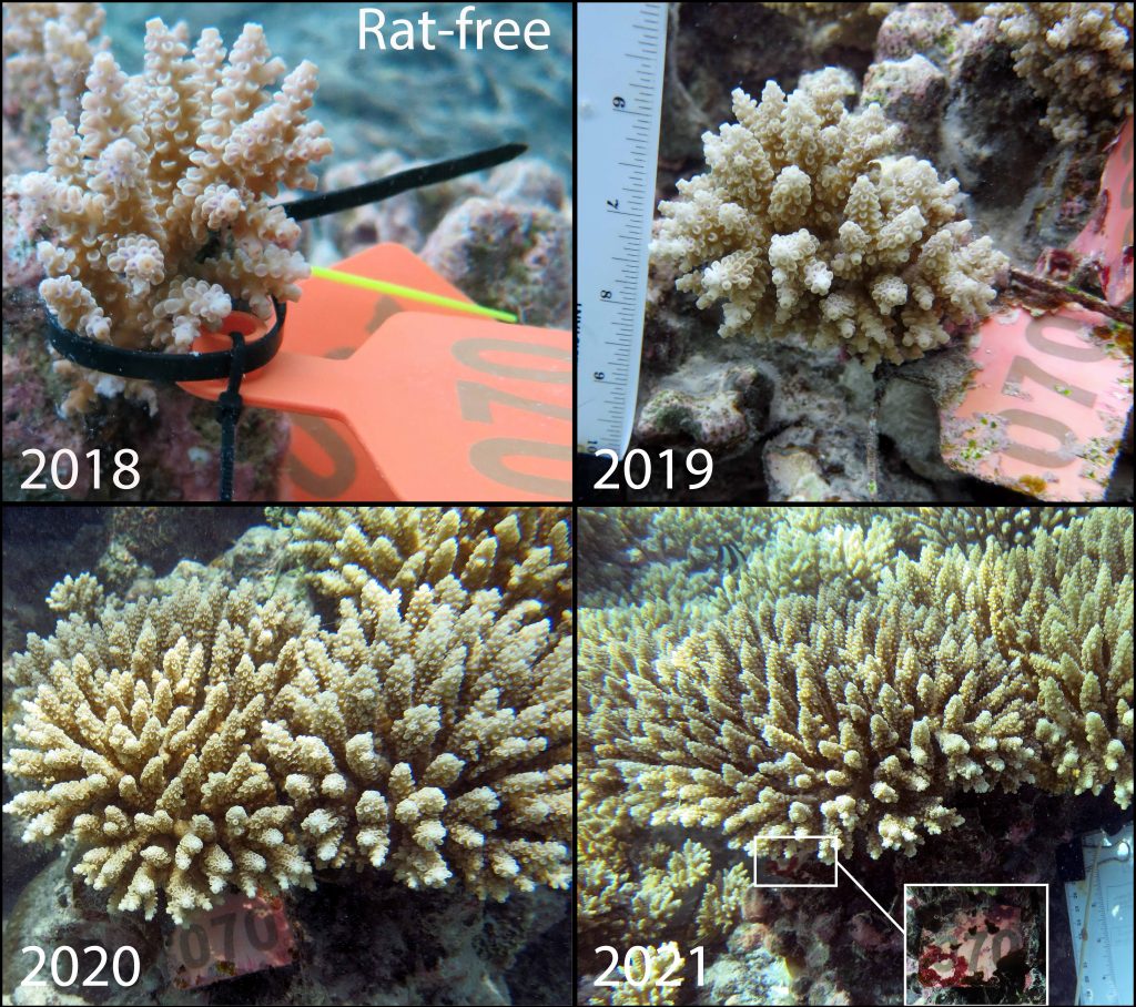 Vier foto's van koraal, allemaal van een ander jaar. Het koraal herstelt relatief snel. 