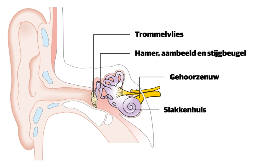 Tekening van oor en gehoororganen. 