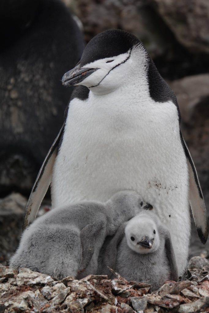 Slapende stormbandpinguïn met twee jongen. 