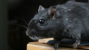 Zwarte muis, deze dieren slagen voor de spiegelproef
