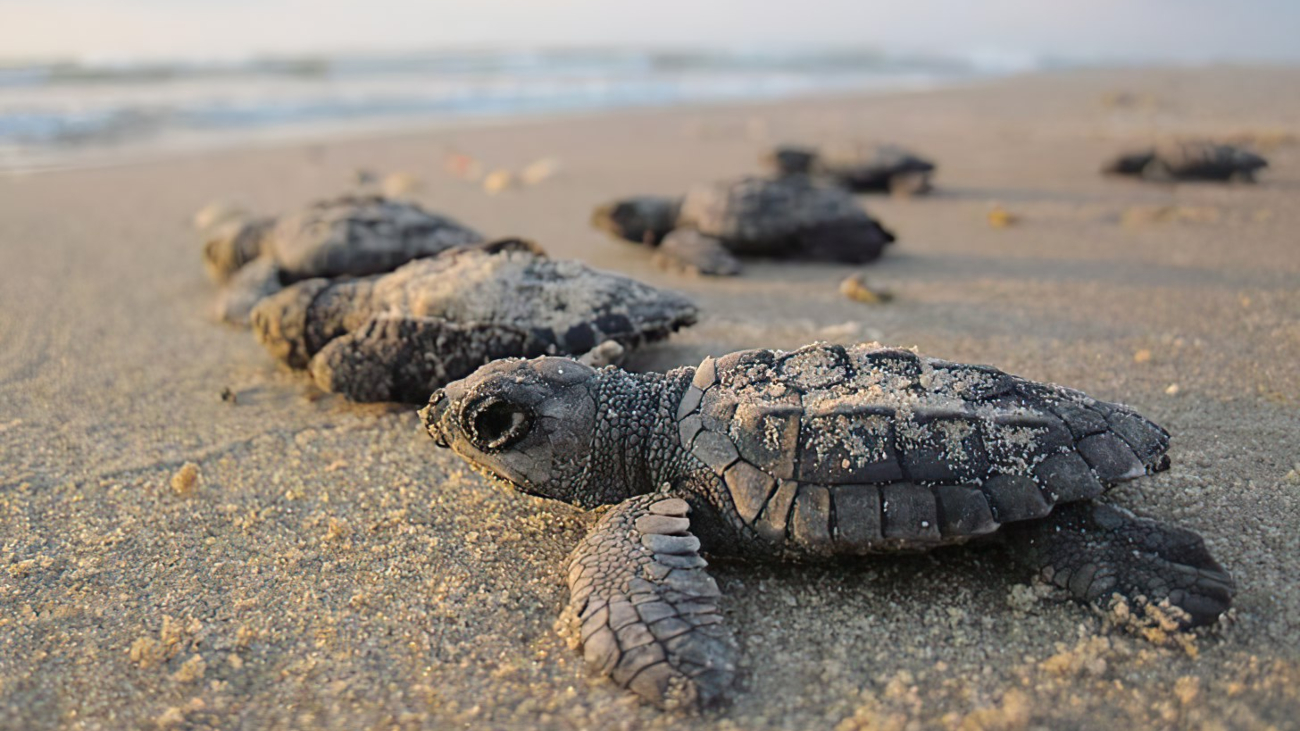 babyschildpadden op het strand