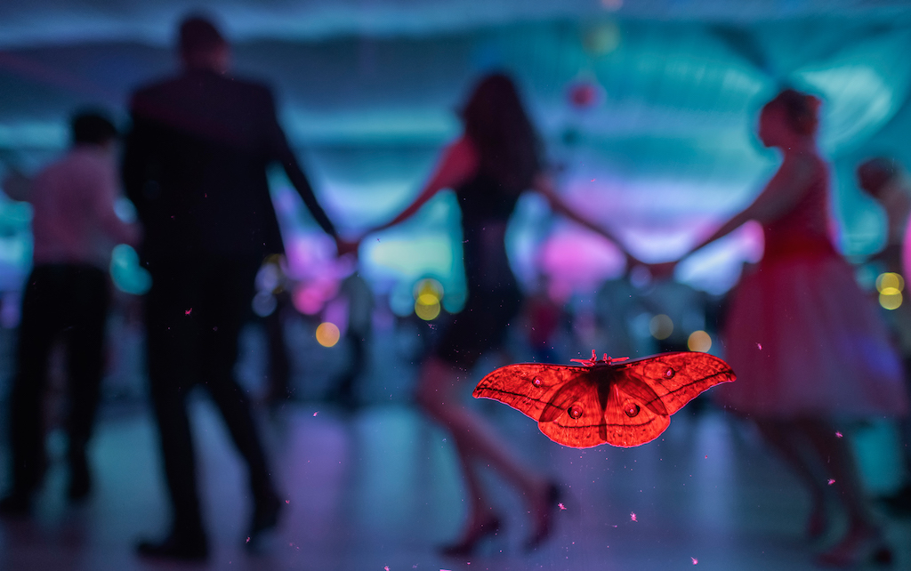 Close-up van vlinder op glas. Achter het glas dansen gasten op een bruiloft. 