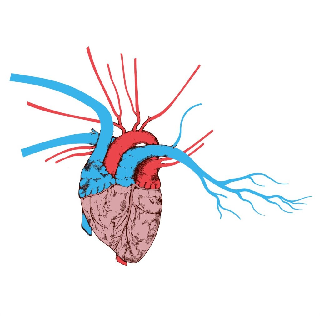 Tekening van een hart met bloedvaten