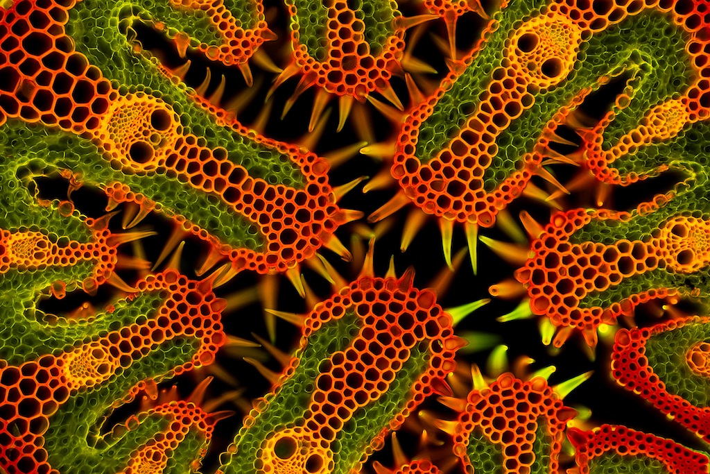 Een microscopische close-up van helmgras. 
