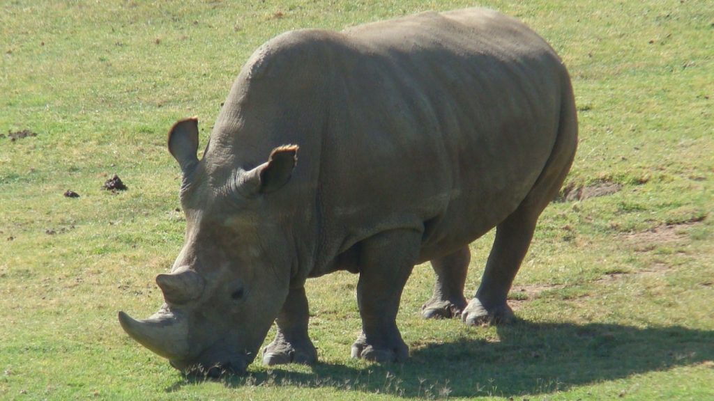 Noordelijke witte neushoorn op het gras