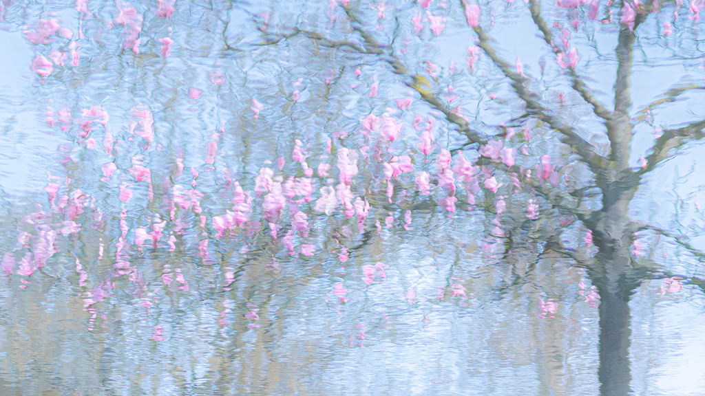 Weerspiegeling van een magnoliaboom met roze bloemen. 