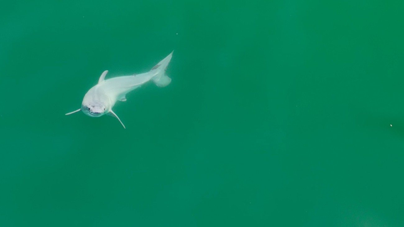 Dronefoto van de pasgeboren witte haai