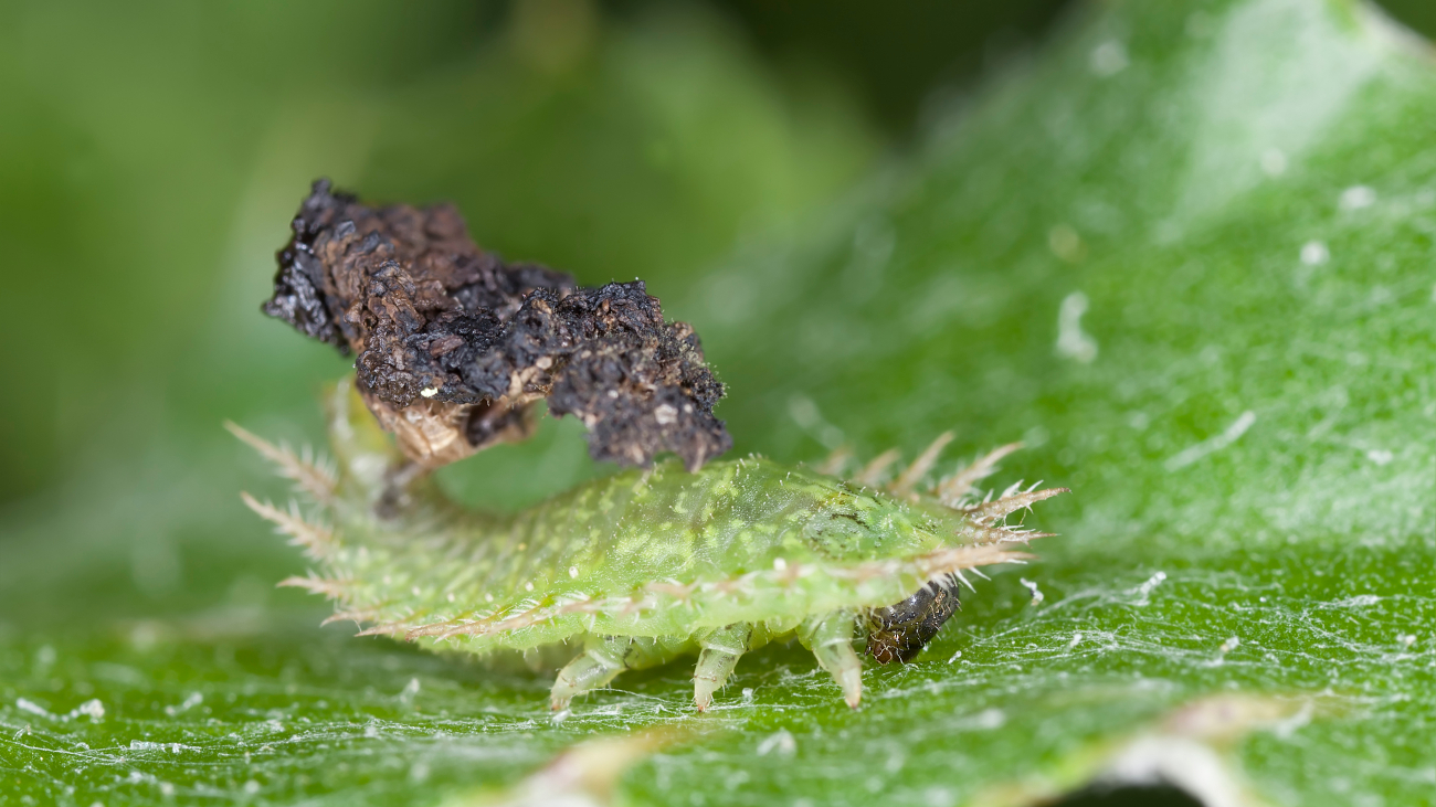 Een groene larve van de muntschildpadtor met een poepschild aan zijn achterlijf.