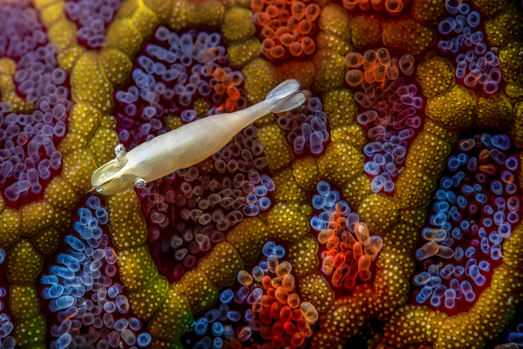 Garnaal zwemt boven een zeester met een mozaïek aan kleuren