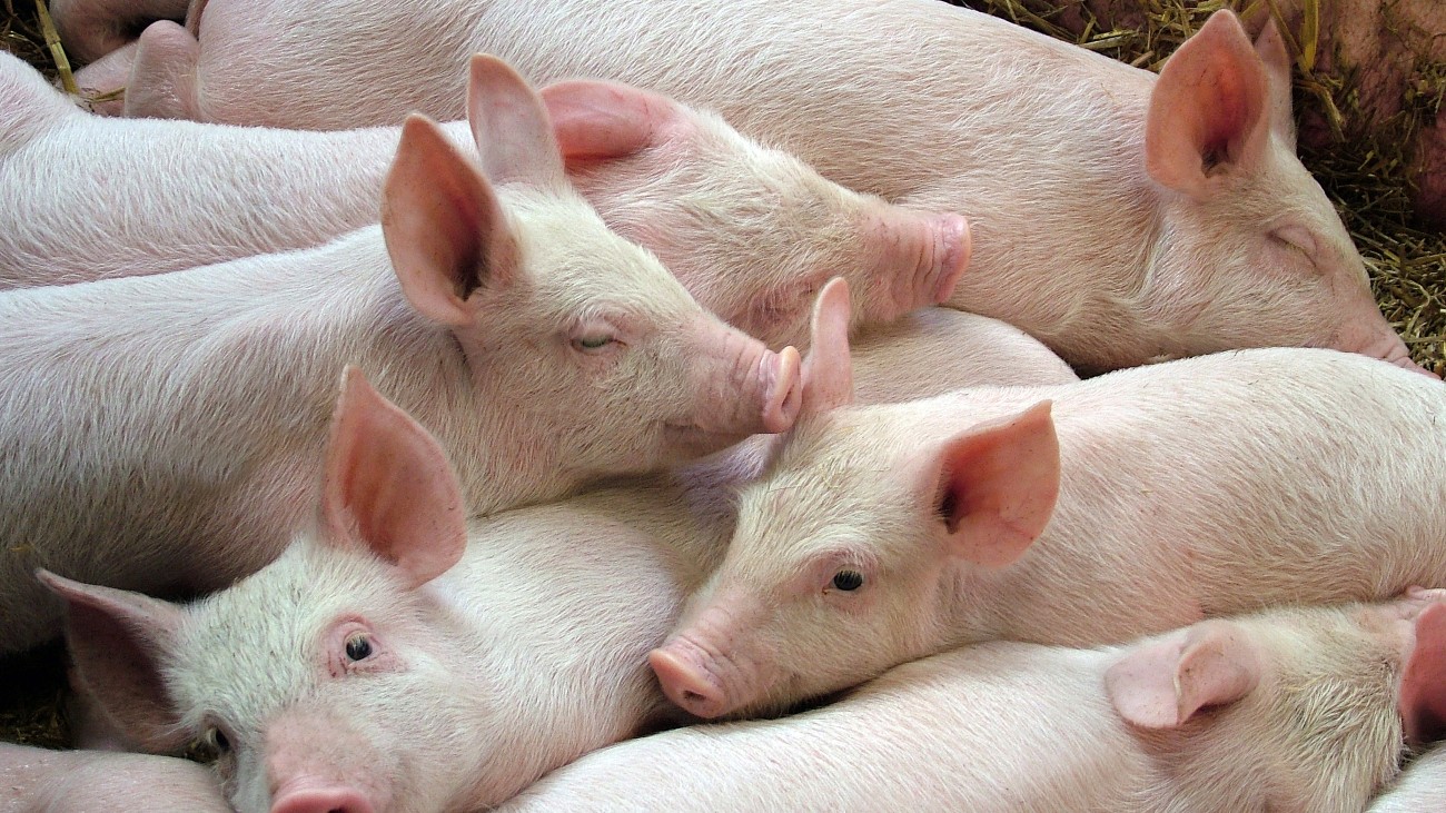 Meerdere varkens die dicht op elkaar staan. Gaan varkenslevers mensen met leverfalen redden?