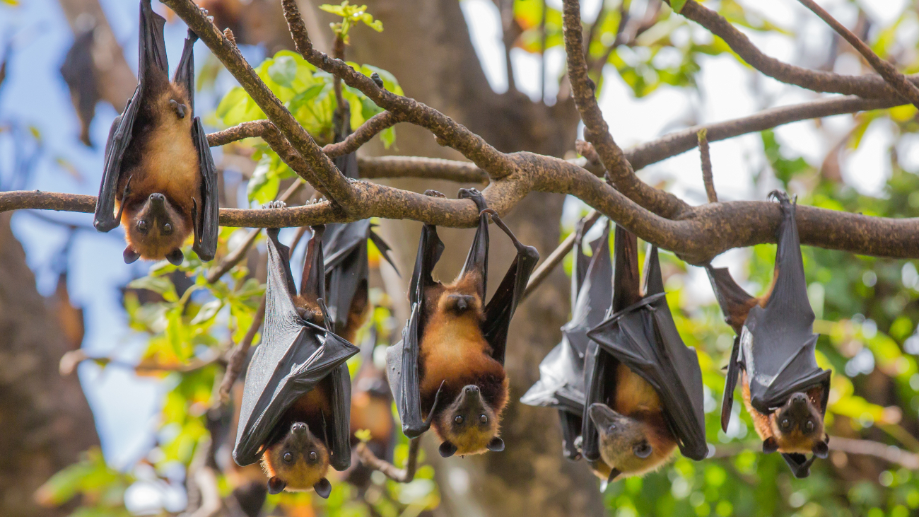 Vleermuizen hangen ondersteboven aan een tak. Dit zijn vleerhonden die veel fruit met suiker eten.