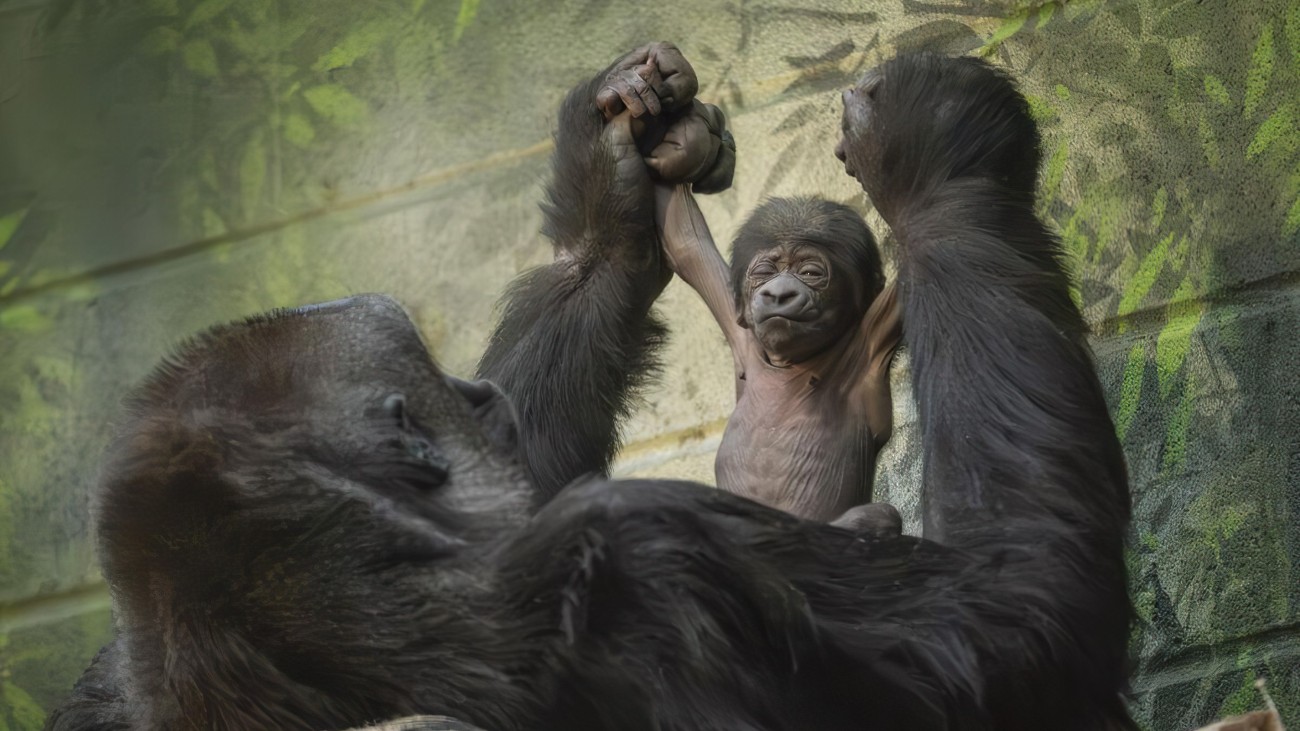 Gorilla Mjukuu ligt op haar rug en haar baby zit op haar buik, ze houd de armen van het kind in de lucht.