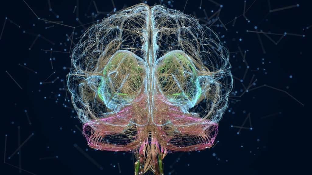 3D hersenen, interne GPS