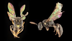 Twee van de ontdekte bijensoorten. Links: Hylaeus derectus. Rechts: Hylaeus navai.