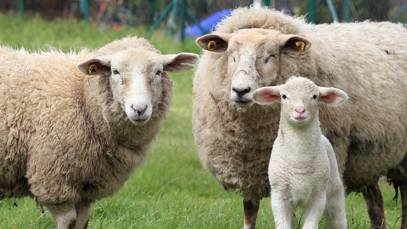 Vooral schapen hebben last van blauwtong