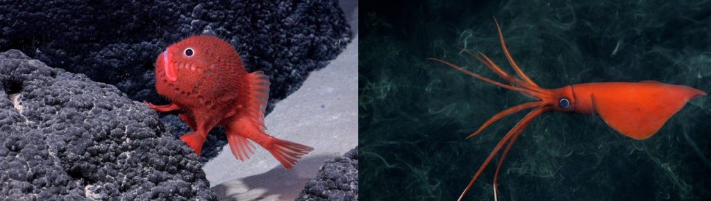 Twee nieuwe soorten zeedieren. Doodskistvis, links en whiplashinktvis  (rechts)