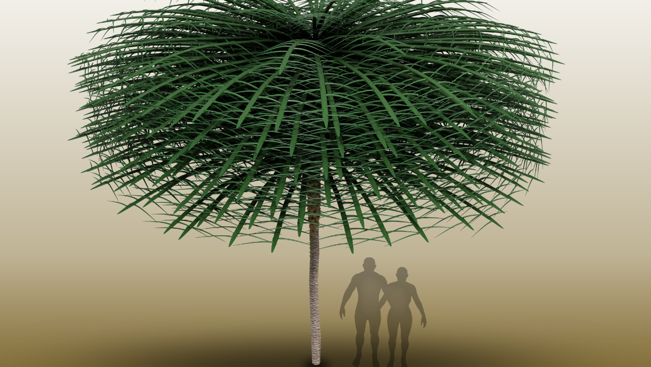 Tekening van hoe de prehistorische boom er misschien uit heeft gezien