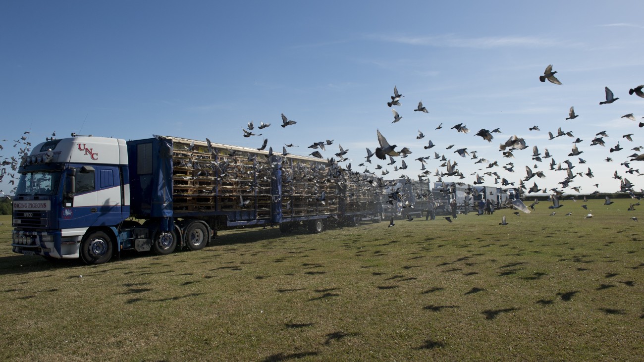 Veel vogels vliegen uit open zijkant van een vrachtwagen